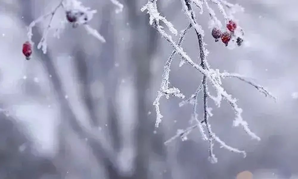 大雪节气朋友圈高质量的温暖文案-传播蛙