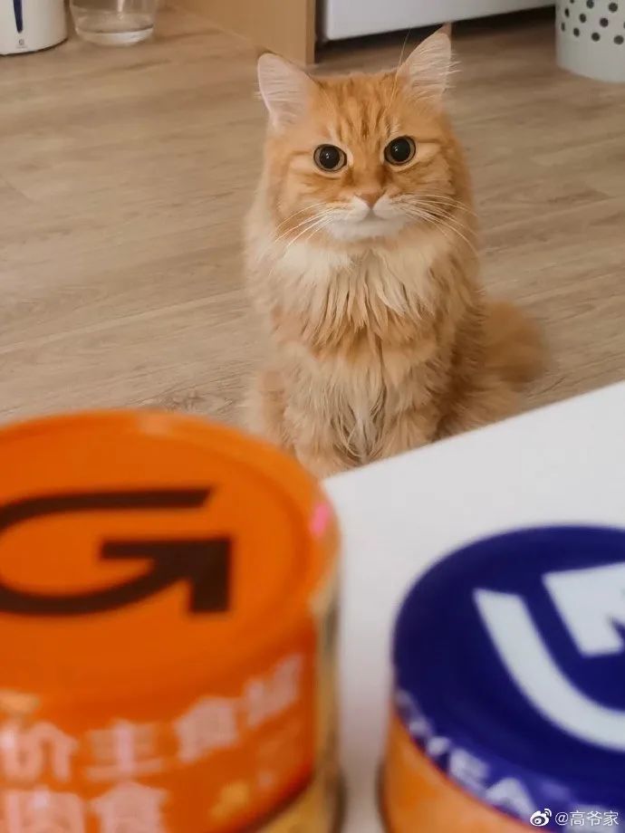 “国产口碑猫粮”高爷家将产品力做到极致的案例-传播蛙