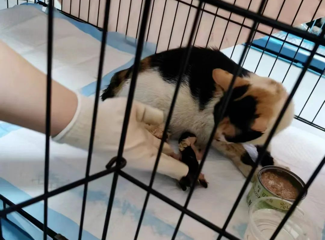 “国产口碑猫粮”高爷家将产品力做到极致的案例-传播蛙