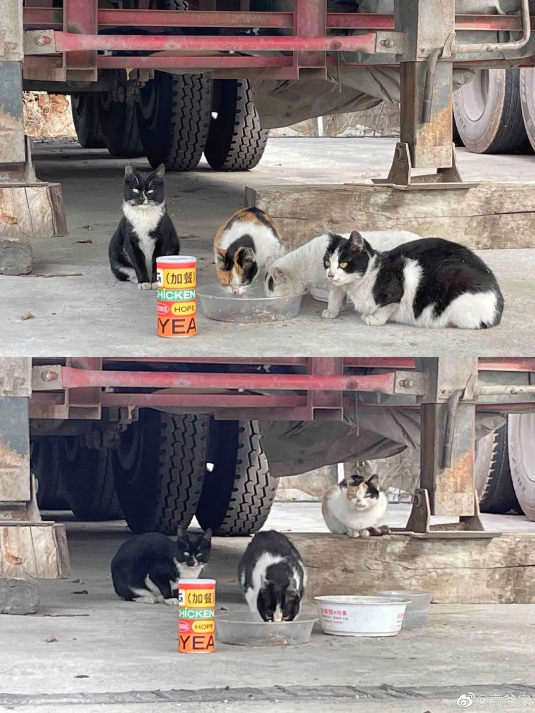 “国产口碑猫粮”高爷家将产品力做到极致的案例-传播蛙