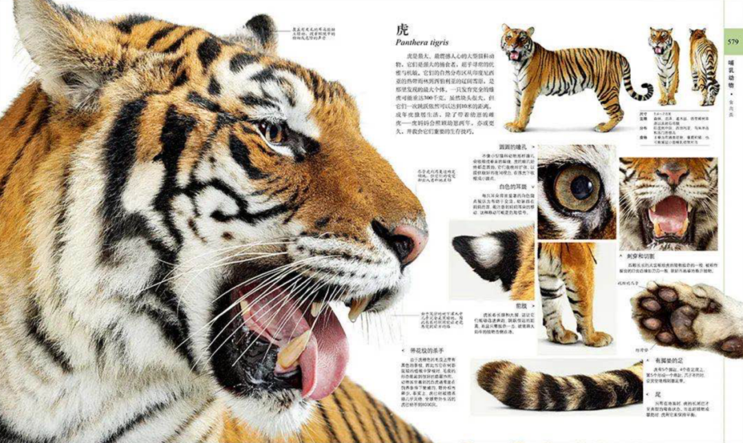 DK大百科畅销密码:专业,体系,做简单的生意-传播蛙