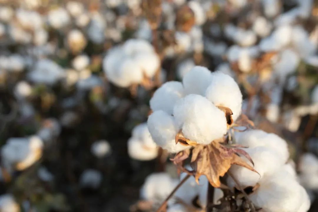 全棉时代开展“你好 棉花色”主题展览与时尚秀刷屏营销-传播蛙