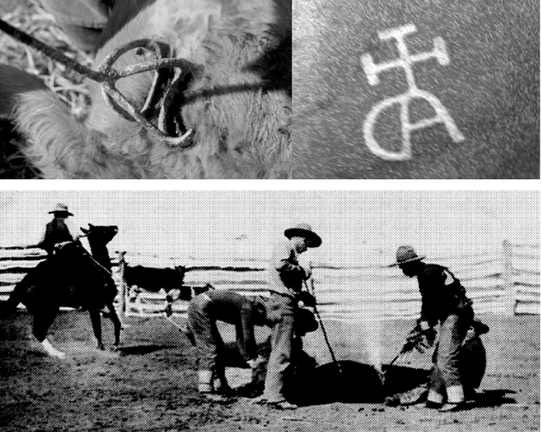 品牌的五大作用-传播蛙