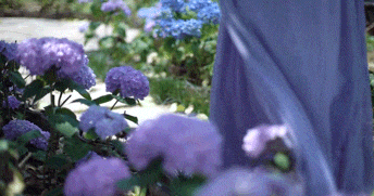 李子柒回归爆屏全网-传播蛙