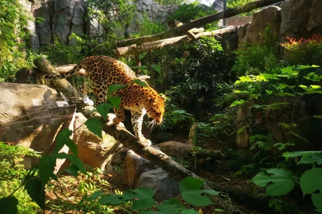 红山动物园是怎么火出圈的?-传播蛙