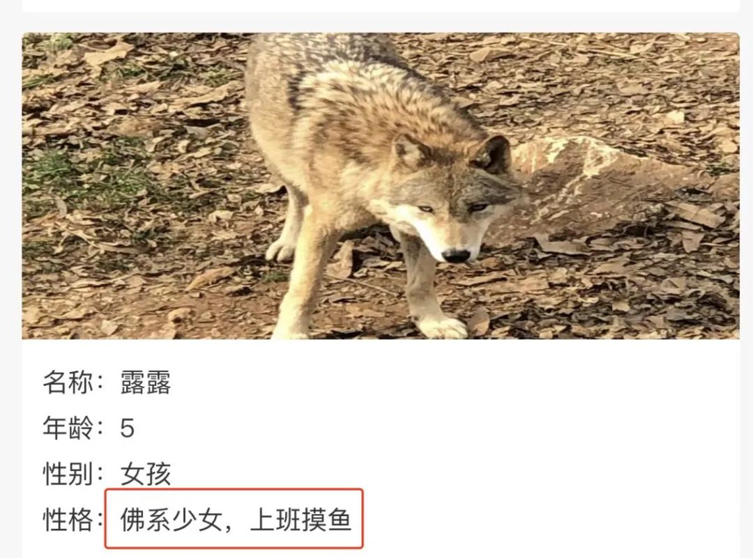 红山动物园是怎么火出圈的?-传播蛙