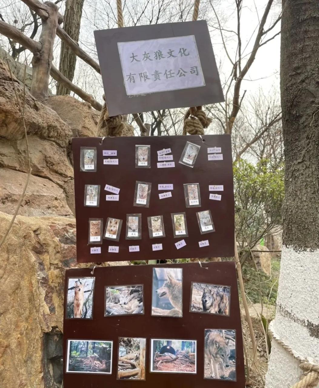 红山动物园是怎么火出圈的?-传播蛙