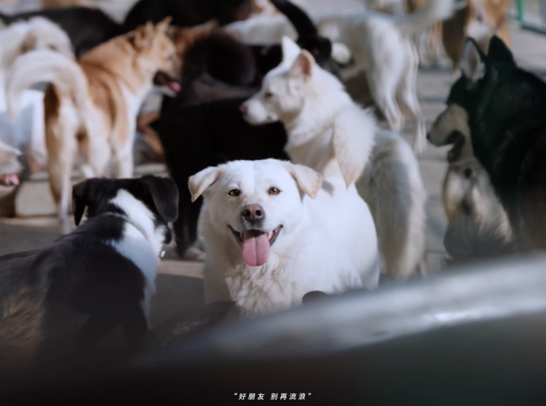 淘宝大雪创意广告短片《特殊的推荐宝贝》-传播蛙