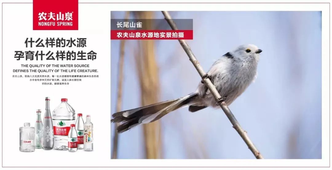 农夫山泉的进攻战思考-传播蛙