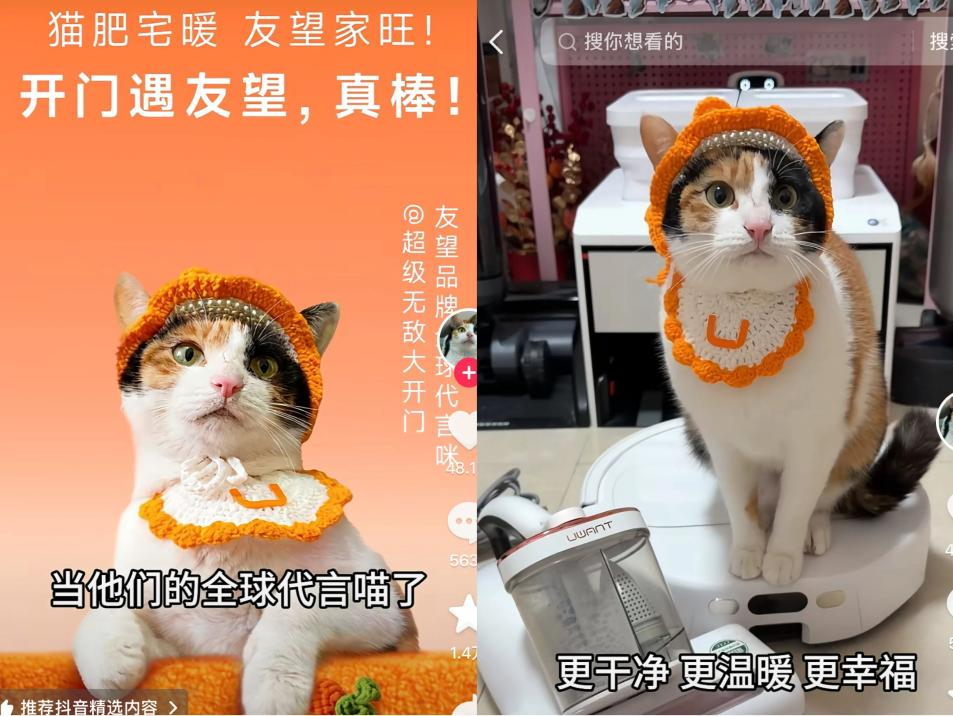 小猫成为品牌广告顶流的背后原因-传播蛙