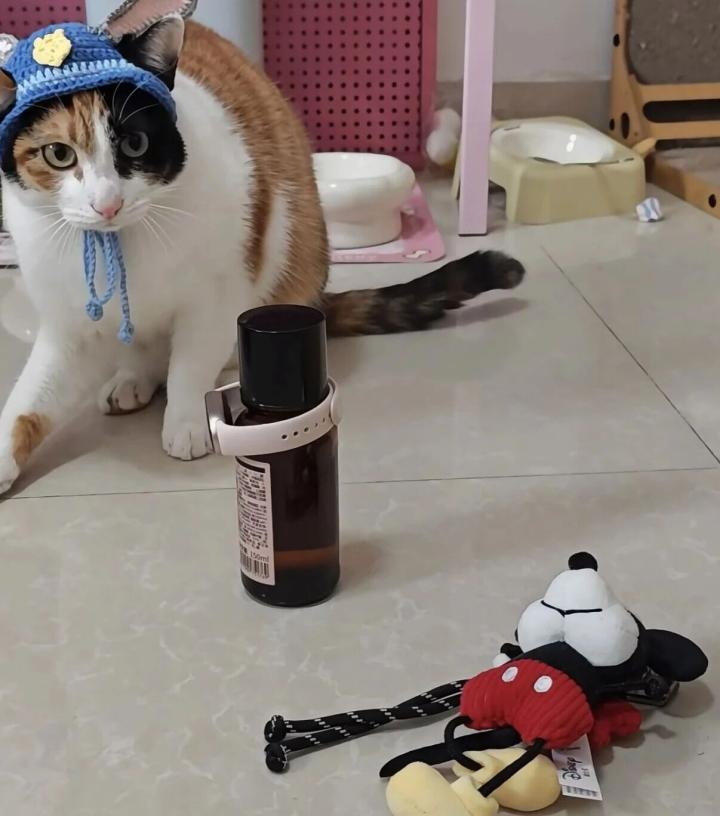小猫成为品牌广告顶流的背后原因-传播蛙