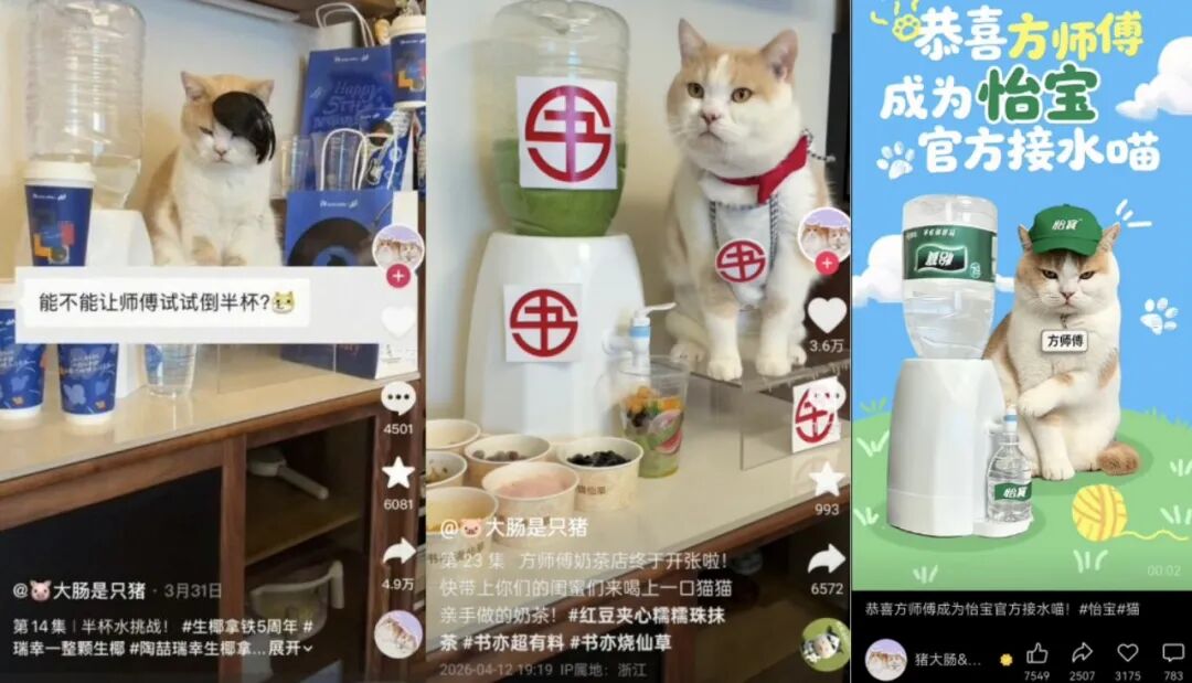 小猫成为品牌广告顶流的背后原因-传播蛙