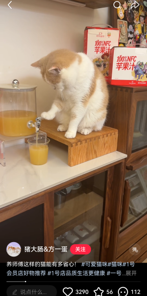 小猫成为品牌广告顶流的背后原因-传播蛙