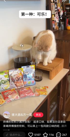 小猫成为品牌广告顶流的背后原因-传播蛙