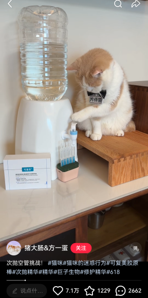 小猫成为品牌广告顶流的背后原因-传播蛙