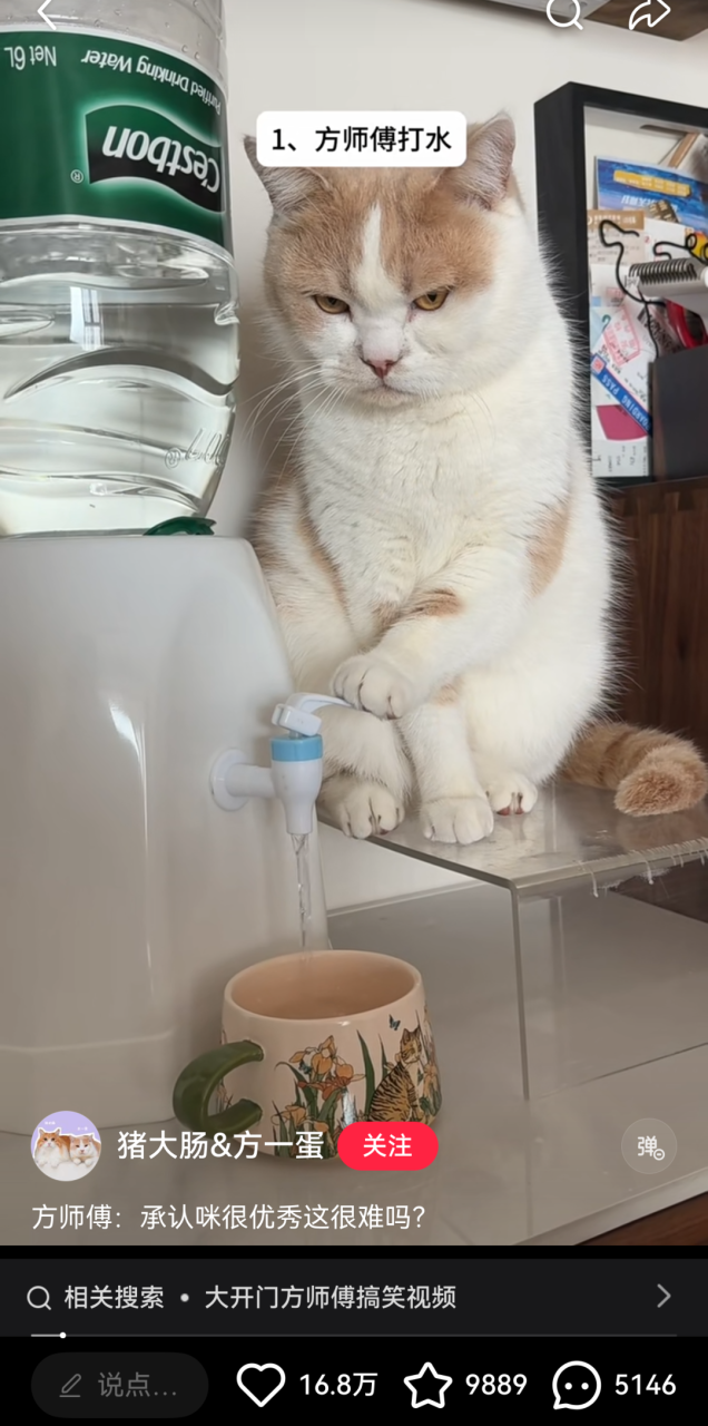 小猫成为品牌广告顶流的背后原因-传播蛙
