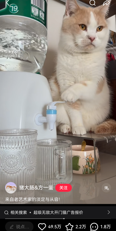 小猫成为品牌广告顶流的背后原因-传播蛙