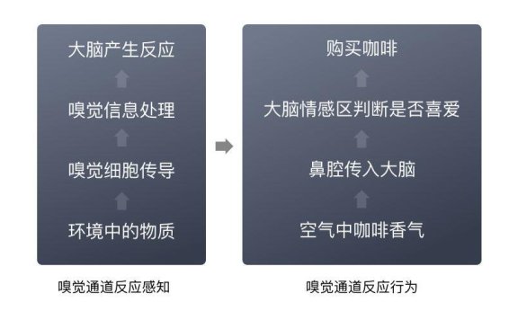 五维感官,品牌的第三维度