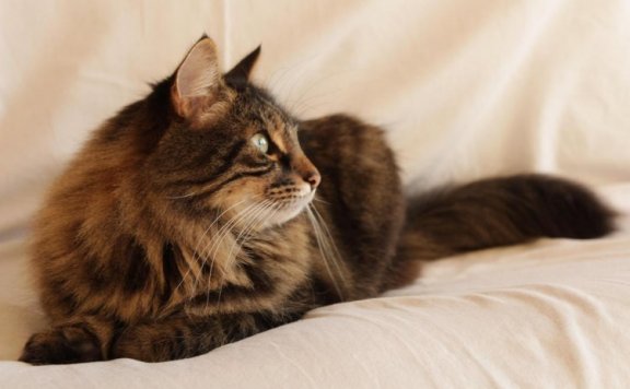 产品的舒适感与沉浸感