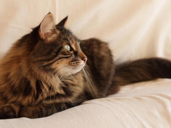 产品的舒适感与沉浸感