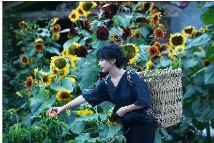 李子柒爆火背后的逻辑