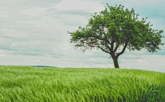 植树节创意文案鉴赏