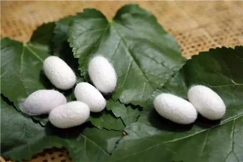 信息茧房时代:偏见、撕裂与群氓