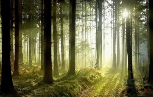 品牌森林的故事