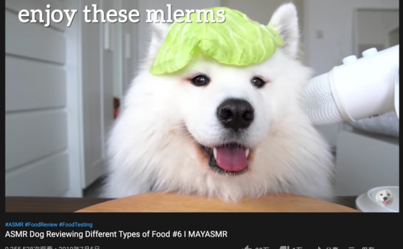 宠物类萌宠视频内容怎么做？