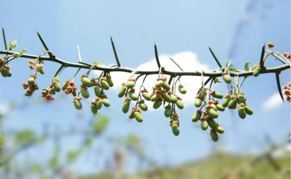薇诺娜品牌营销策略