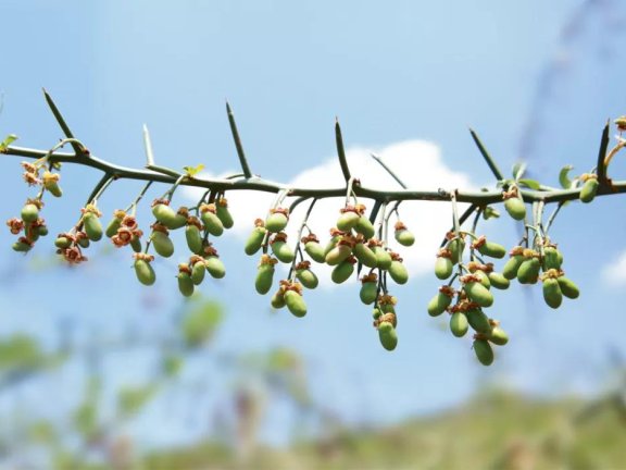 薇诺娜品牌营销策略