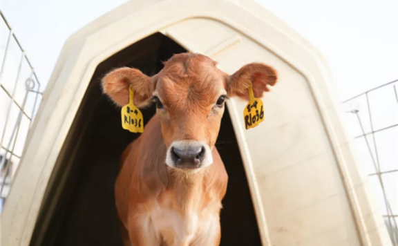 认养一头牛私域策略拆解