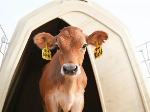 认养一头牛私域策略拆解