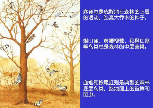 品牌定位策略：品牌生态位