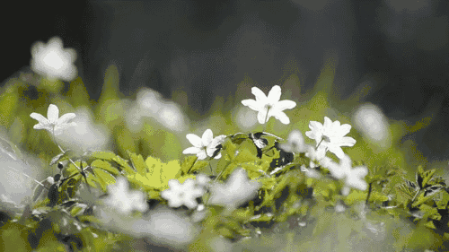 雨水节气借势文案：一朝春雨过，万物皆清明