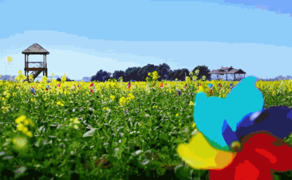 惊蛰节气文案创意赏析：“精致”有料，春来到