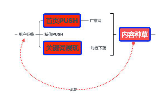 为什么你在小红书“种不好草”