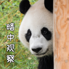 Temu的营销策略案例分析