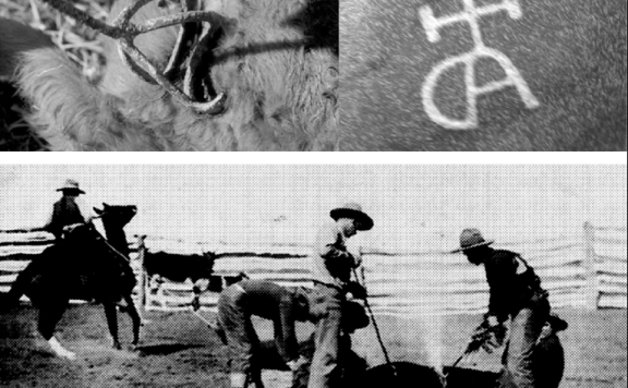 品牌的五大作用