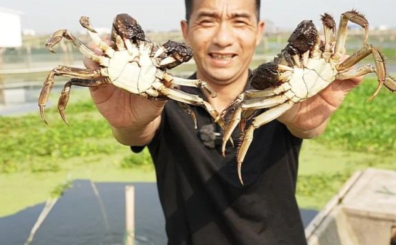 蟹艺舫在抖音电商的卖货之路