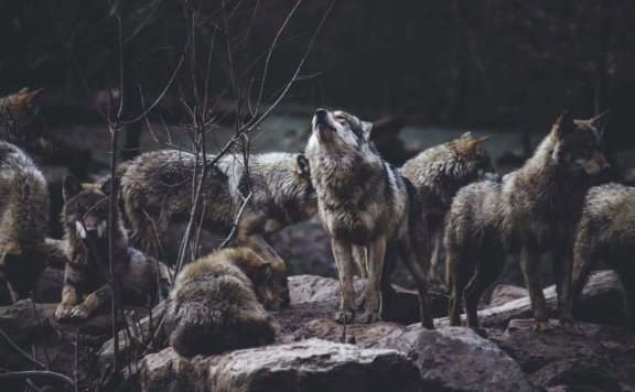 用战略换增长的逻辑