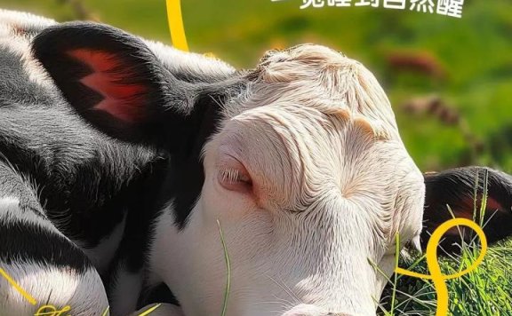 每日鲜语如何用情绪价值让小红书用户买单?