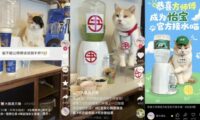 小猫成为品牌广告顶流的背后原因