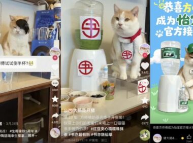 小猫成为品牌广告顶流的背后原因