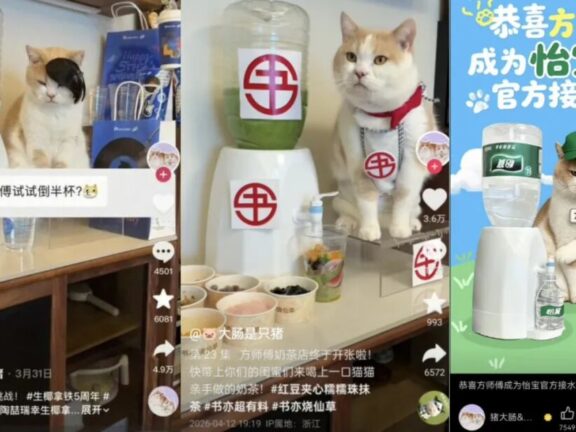 小猫成为品牌广告顶流的背后原因